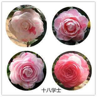 福建茶花苗白底粉底十八学士经典山茶花部分带花苞盆栽产地直销