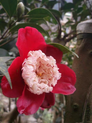 春之台羽衣冰天白腊叶卜伴洒金宝珠紫明珠雅子酒盅花等日系茶花