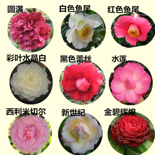 福建茶茶花苗十八学士五色赤丹