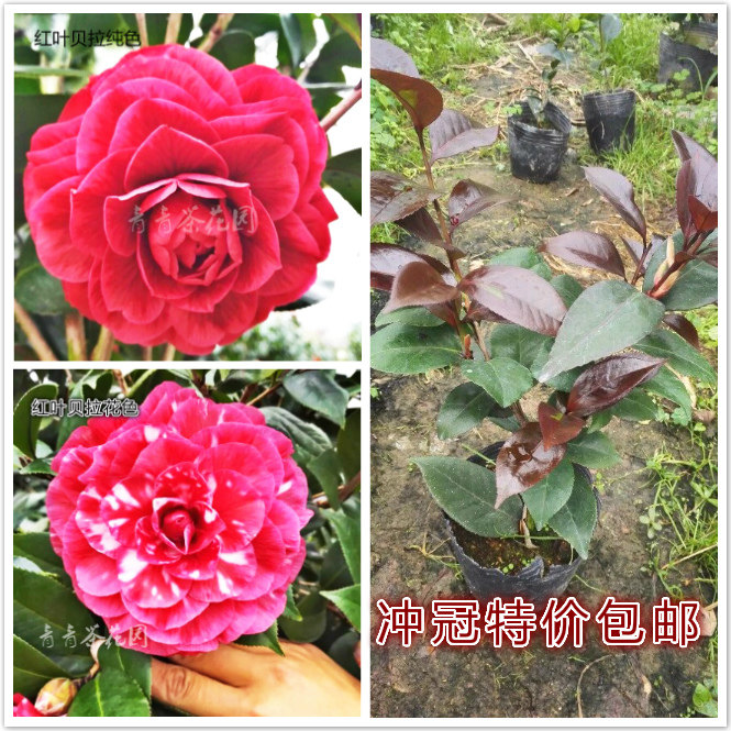 红叶贝拉茶花苗纯色花开复色紫叶贝拉山茶花苗易结苞花卉盆栽包邮