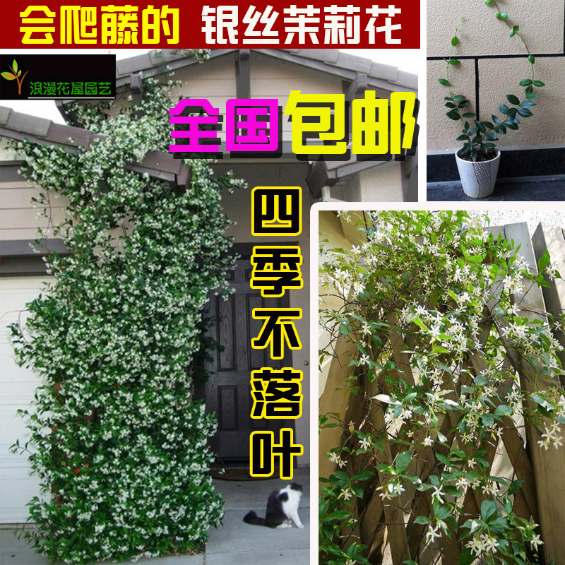 芳香四季常青不落叶爬藤植物