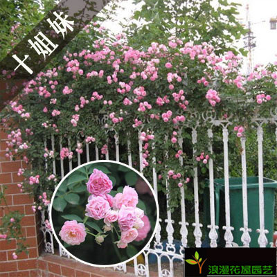 庭院月季十姐妹蔷薇花爬藤植物