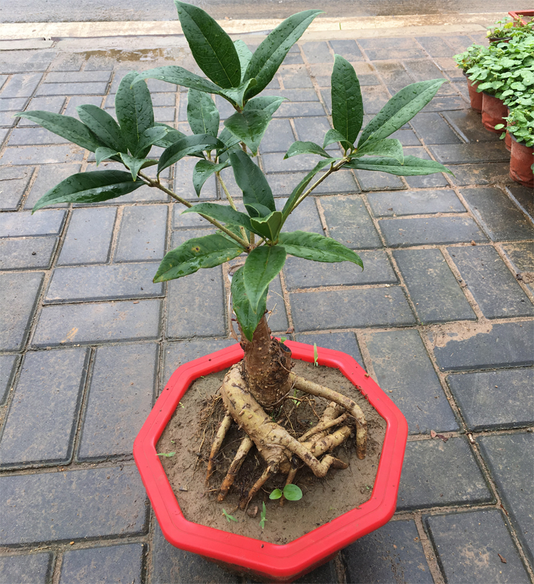 流苏嫁接桂花盆景 盆栽花卉金玉满堂金桂四季桂丹桂朱砂日香桂