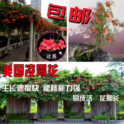 藤本爬藤植物 攀缘花卉 中华凌霄花苗 美国凌霄花大苗 庭院绿化