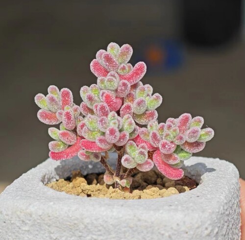 冰晶枝干番杏 紫晶 粉晶 橙晶 混彩色系 圆叶密叶 随机一个
