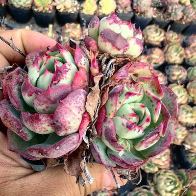 爱火群生绿野仙踪多肉植物春季秋季冬季阳台庭院家庭办公园艺绿植