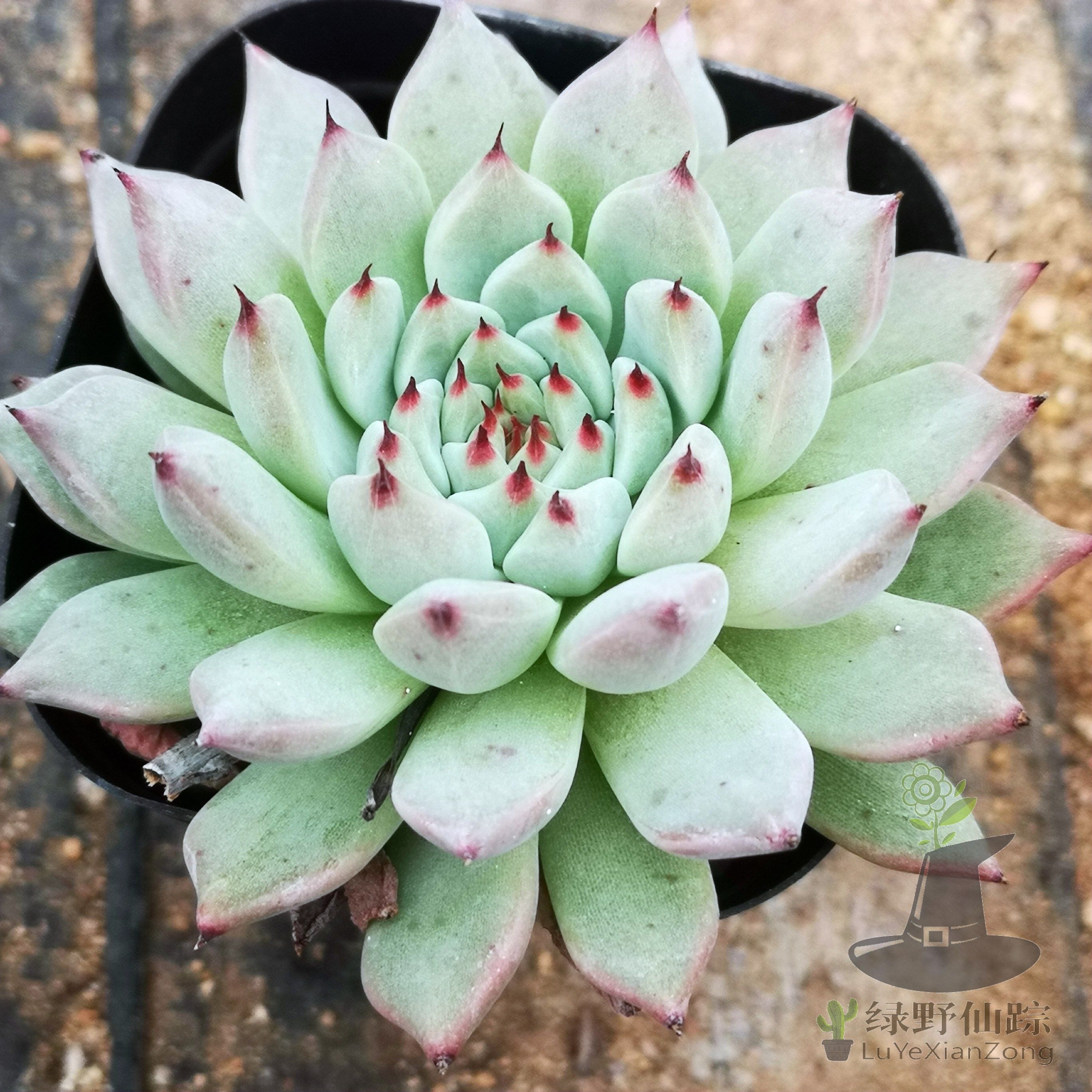 绿爪绿野仙踪多肉植物秋季冬季阳台庭院家庭绿植园艺清新,鲜花速递/花卉仿真/绿植园艺,多肉植物,淘宝优惠券,粉丝福利购,淘宝优惠卷