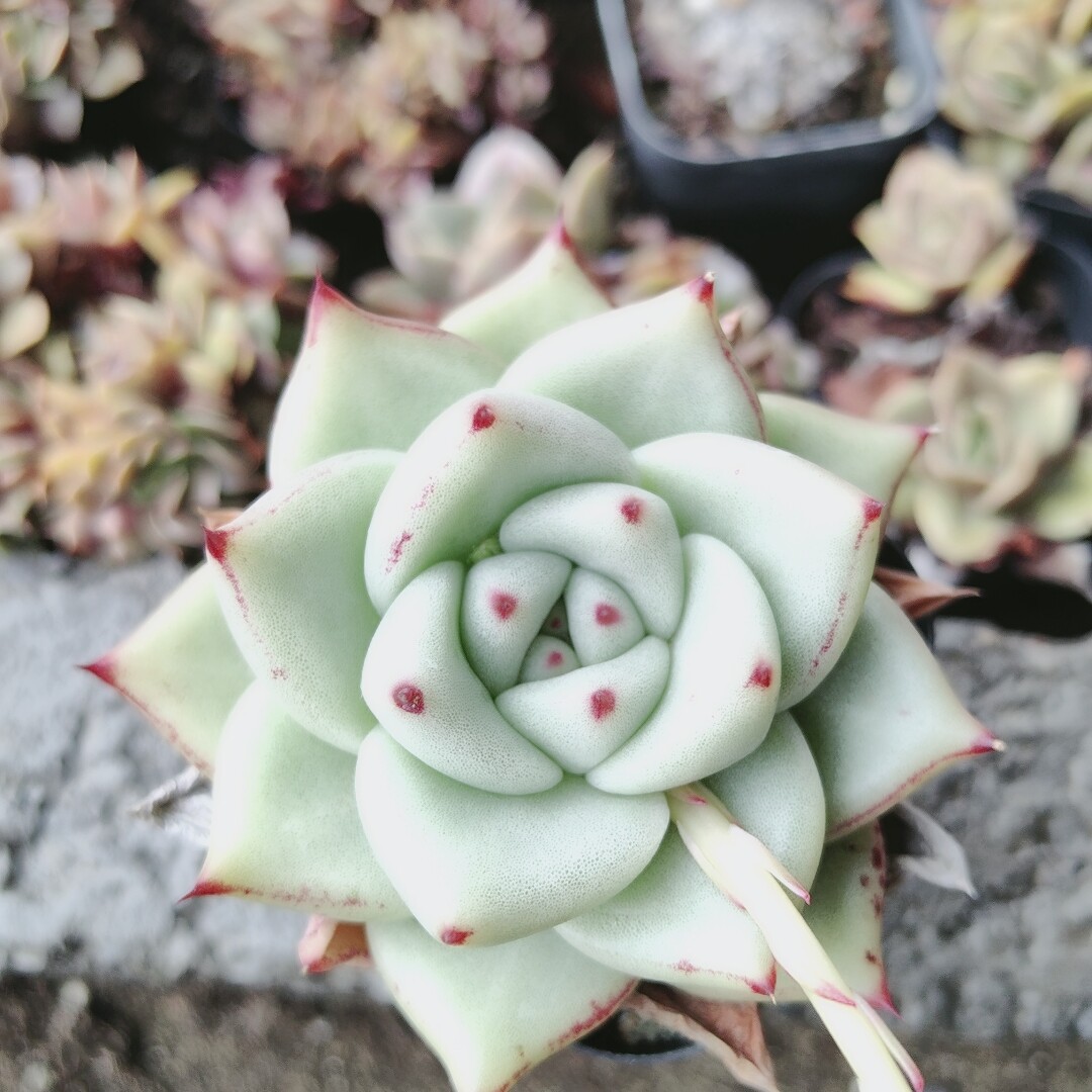 白皮胖体东云杂交