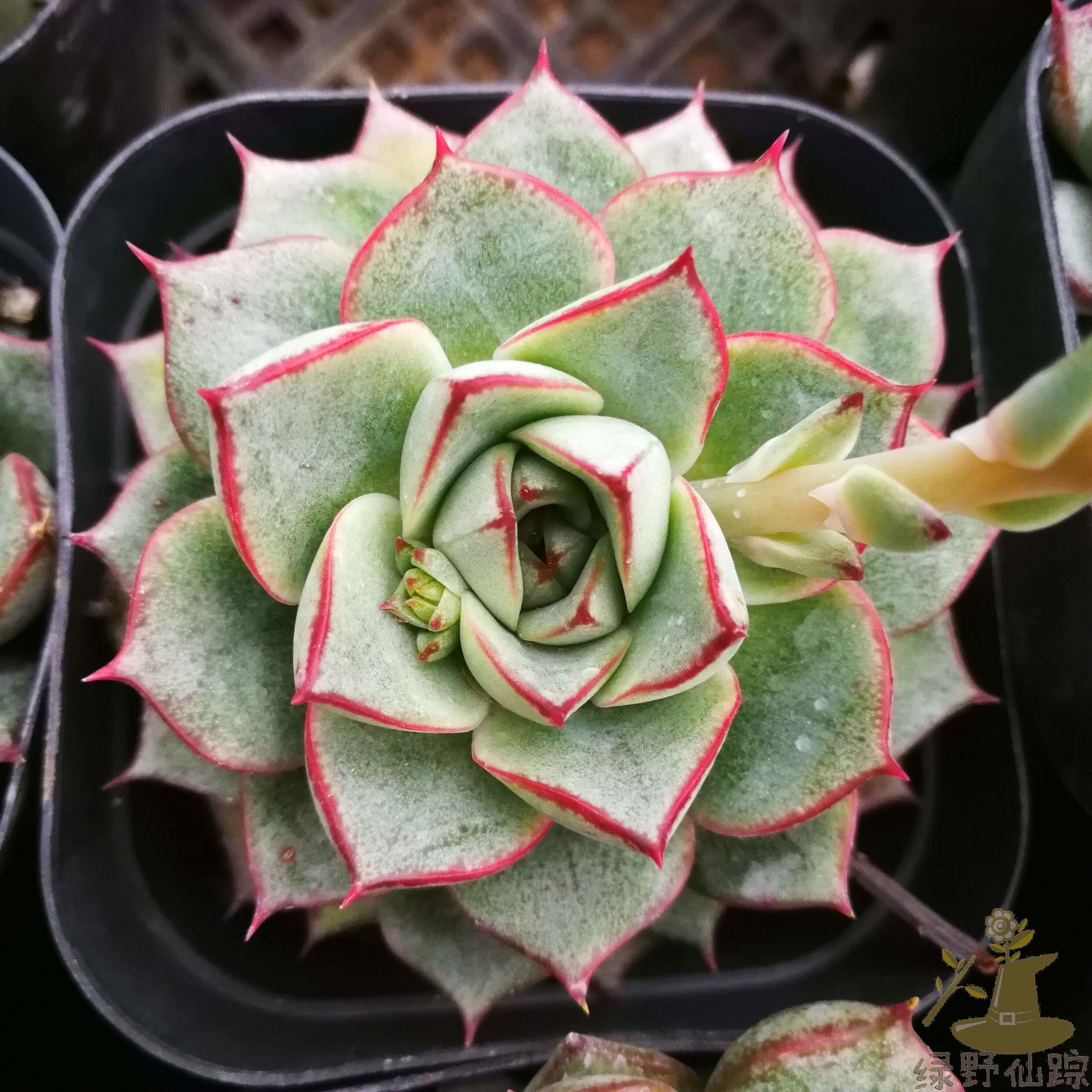 法比奥拉绿野仙踪多肉植物秋季冬季阳台庭院家庭办公园艺绿植清新