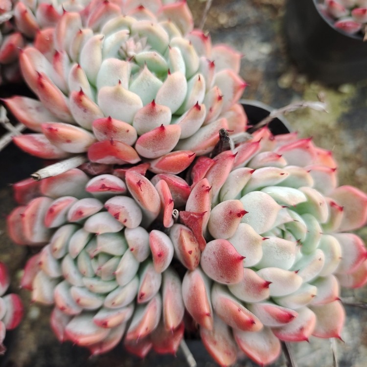 云裳绿野仙踪多肉植物秋季冬季阳台庭院家庭办公绿植园艺绿植清新,鲜花速递/花卉仿真/绿植园艺,多肉植物,淘宝优惠券,粉丝福利购,淘宝优惠卷