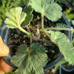 罗巴塔洋葵块茎植物绿野仙踪多肉植物