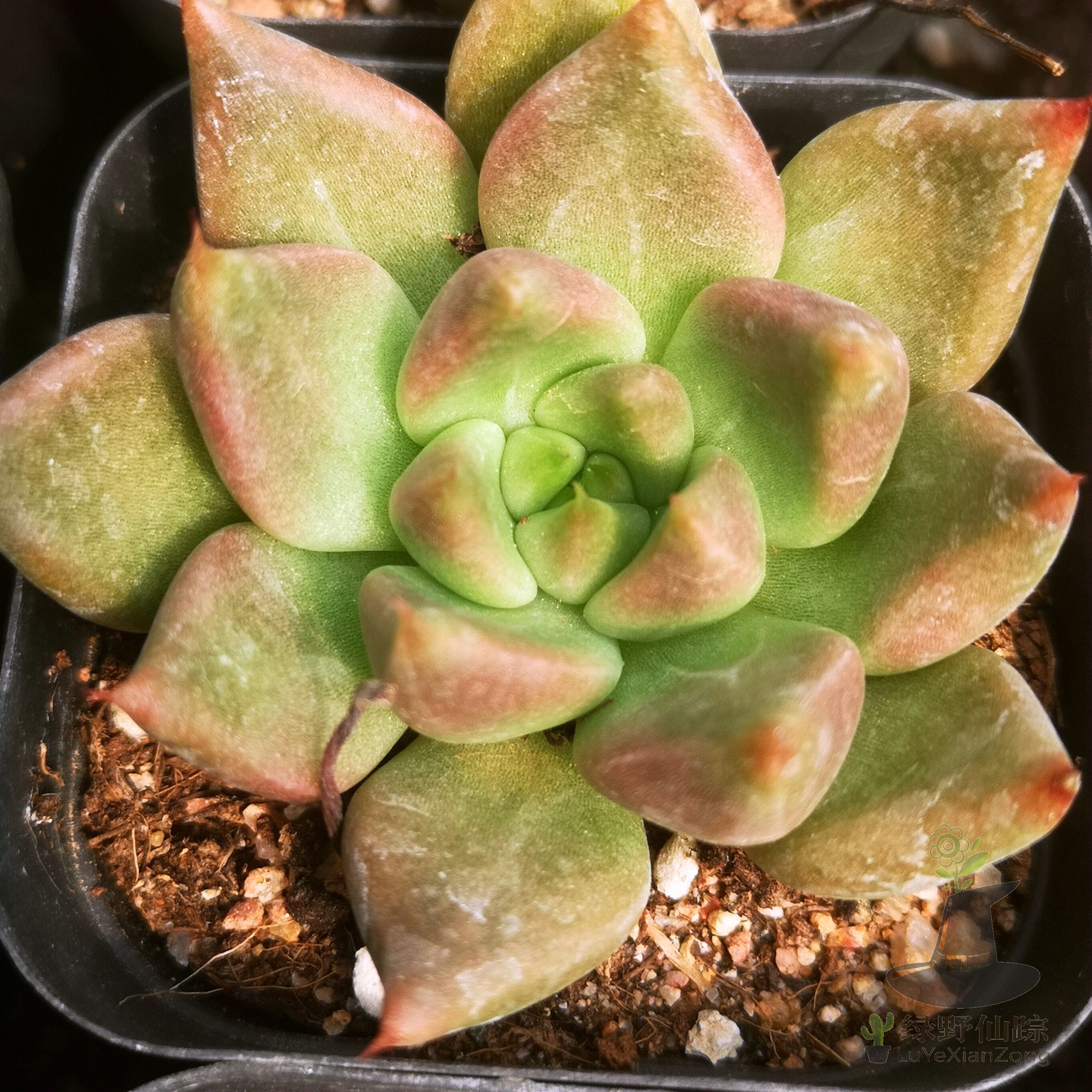 灵魂绿野仙踪多肉植物秋季冬季阳台庭院家庭绿植园艺清新绿植