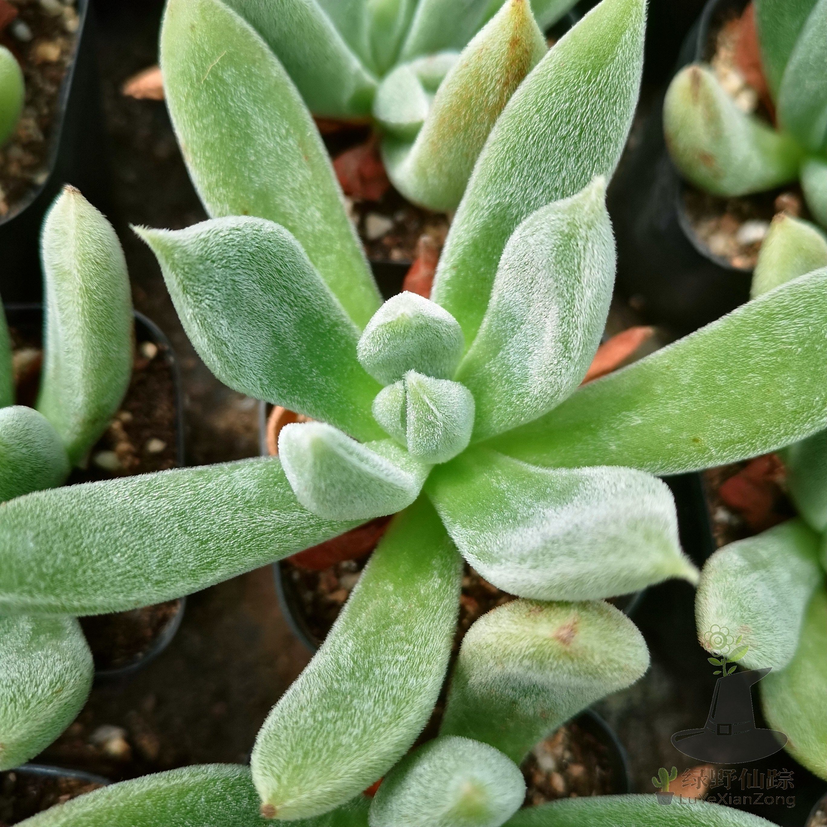 毛叶莲毛东云绿野仙踪多肉植物秋季冬季阳台庭院家庭绿植园艺清新,鲜花速递/花卉仿真/绿植园艺,多肉植物,淘宝优惠券,粉丝福利购,淘宝优惠卷