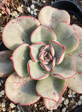 白皮摩氏石莲绿野仙踪多肉植物阳台办公室内防辐射花卉绿植盆栽