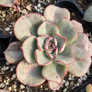 白皮摩氏石莲绿野仙踪多肉植物阳台办公室内防辐射花卉绿植盆栽