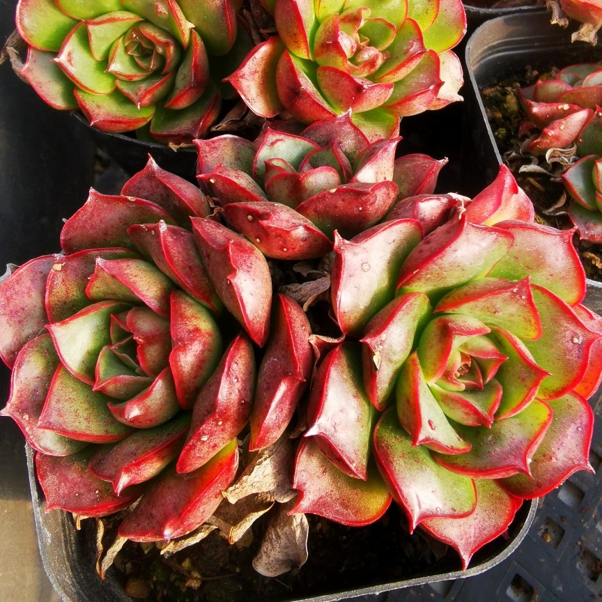 斗牛士多头群生绿野仙踪多肉植物杂交新品