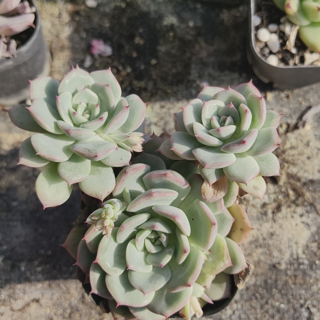 红爪杂,鲜花速递/花卉仿真/绿植园艺,多肉植物,淘宝优惠券,粉丝福利购,淘宝优惠卷