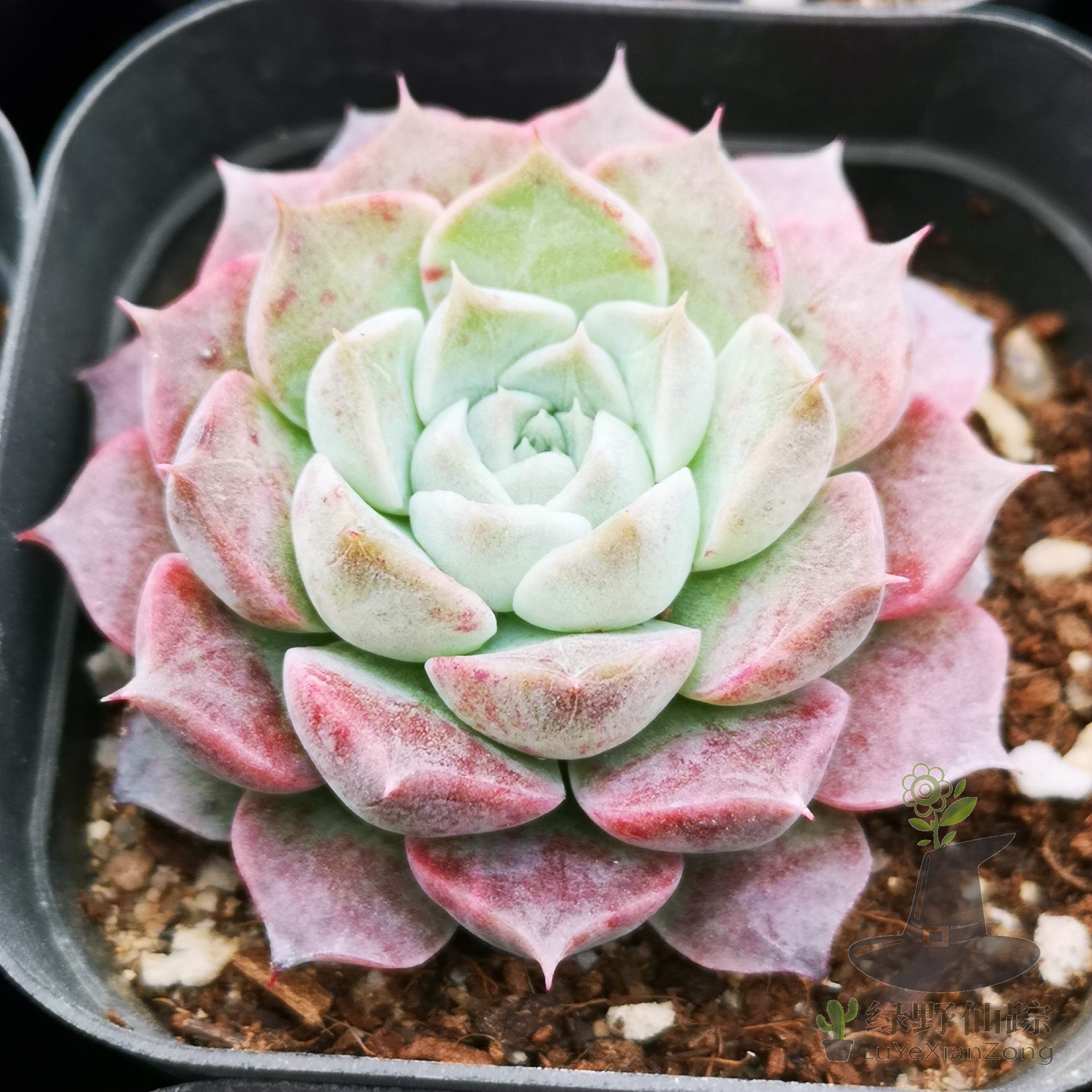 海琳娜 绿野仙踪多肉植物秋季冬季阳台庭院家庭绿植园艺绿植清新,鲜花速递/花卉仿真/绿植园艺,多肉植物,淘宝优惠券,粉丝福利购,淘宝优惠卷