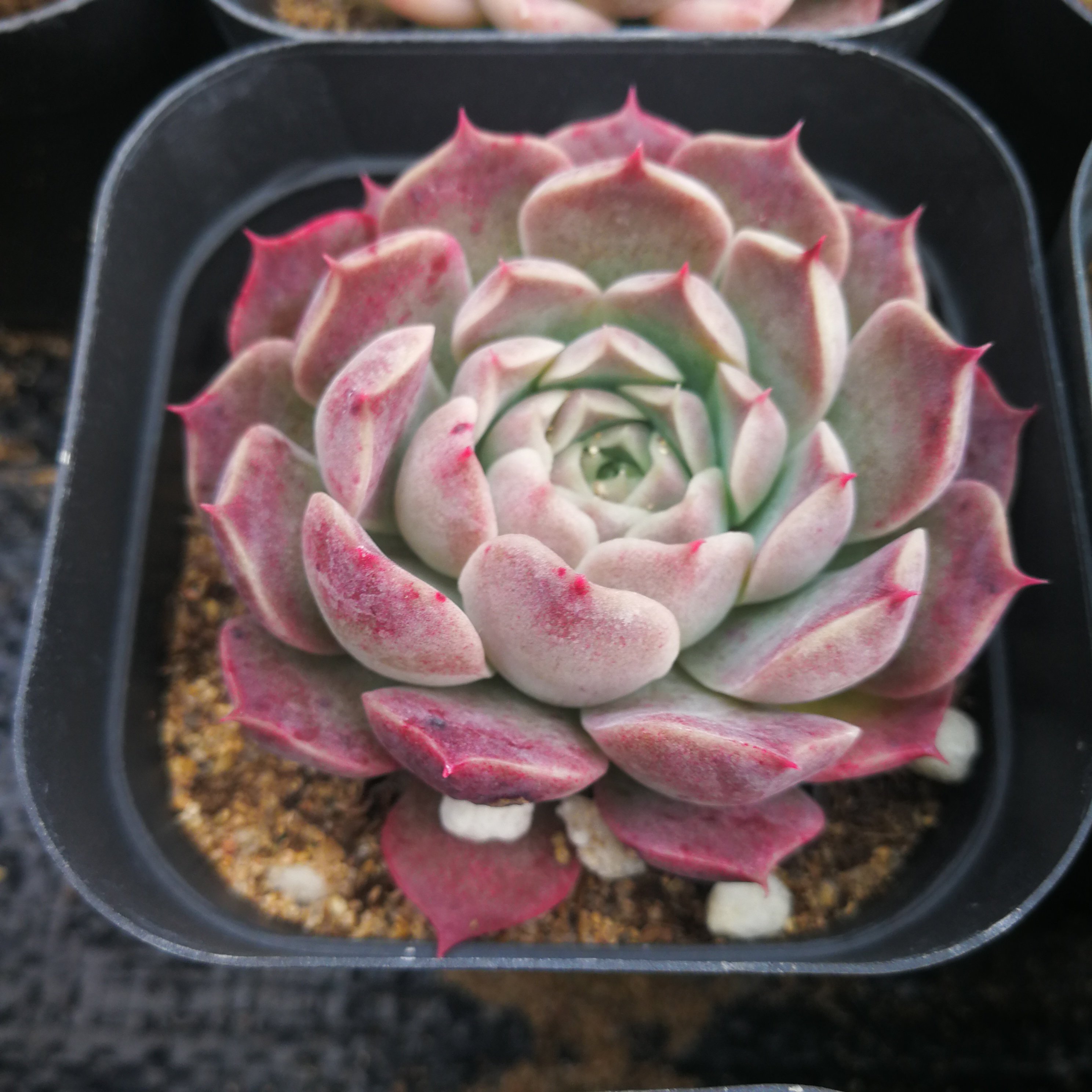 婵娟绿野仙踪多肉植物秋季冬季阳台庭院办公家庭园艺清新绿植杂交,鲜花速递/花卉仿真/绿植园艺,多肉植物,淘宝优惠券,粉丝福利购,淘宝优惠卷