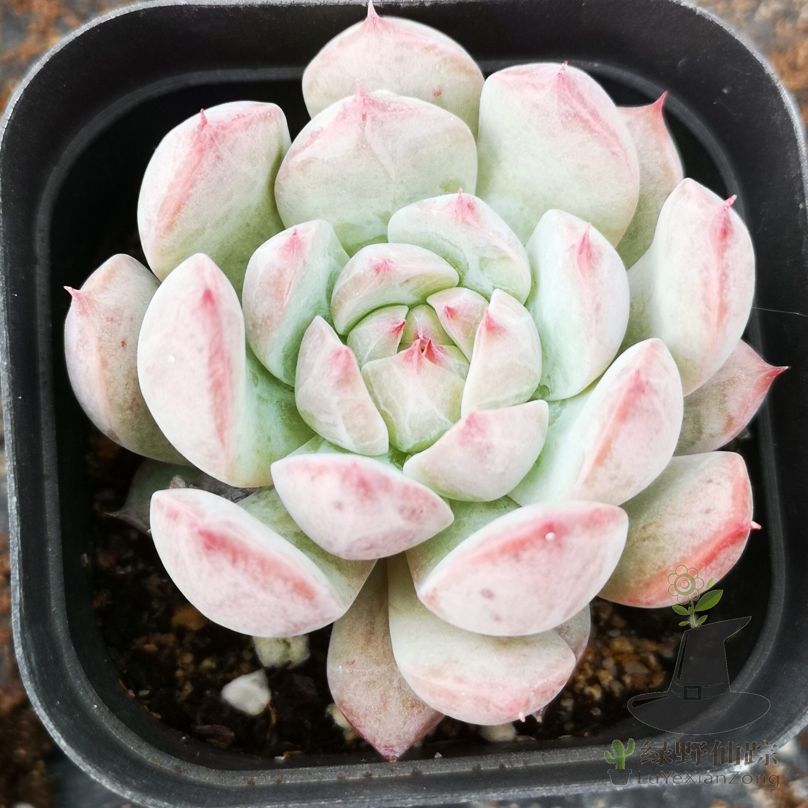 蒂比绿野仙踪多肉植物秋季冬季阳台庭院园艺家庭办公清新