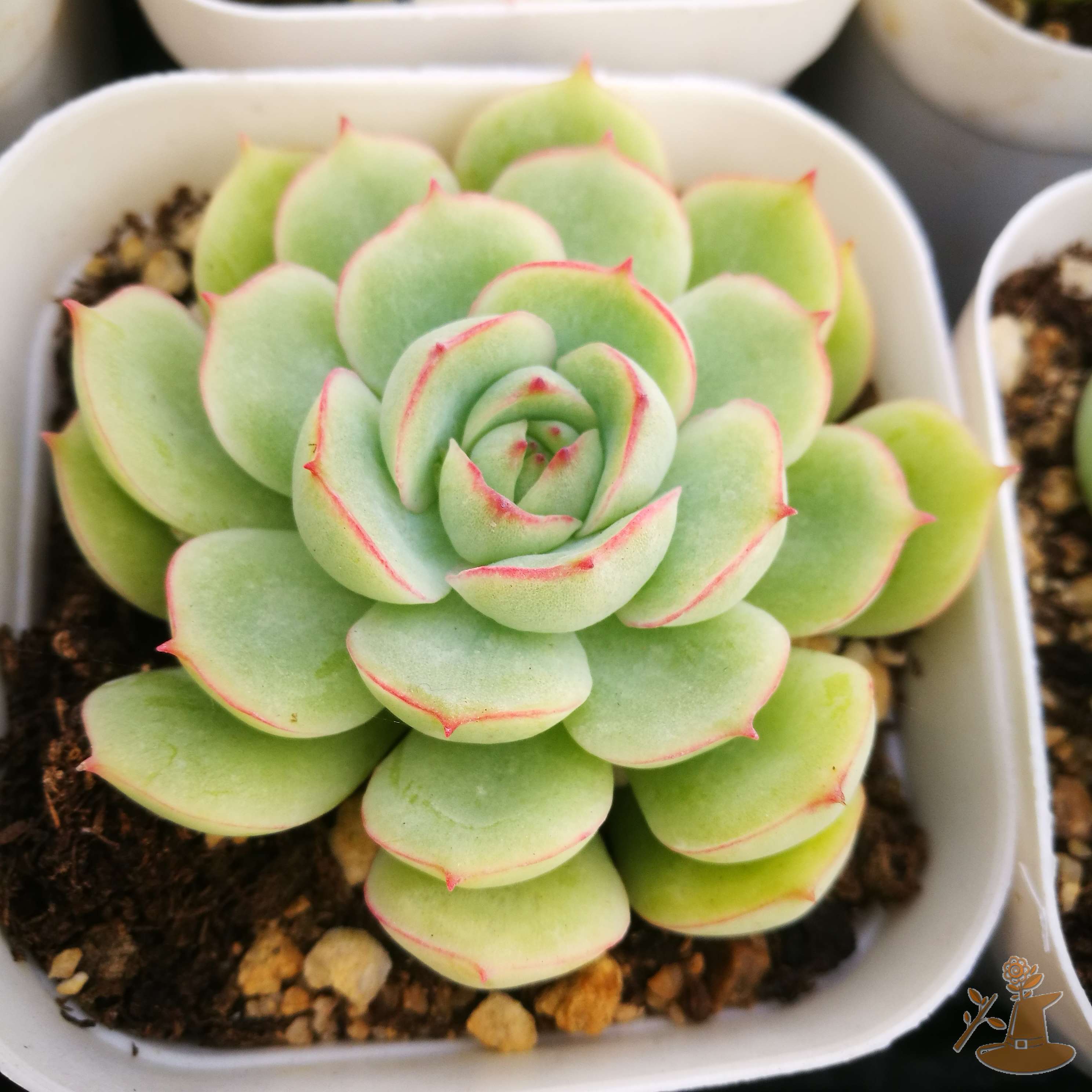 闻莺 绿野仙踪多肉植物秋季冬季阳台庭院对版绿植清新