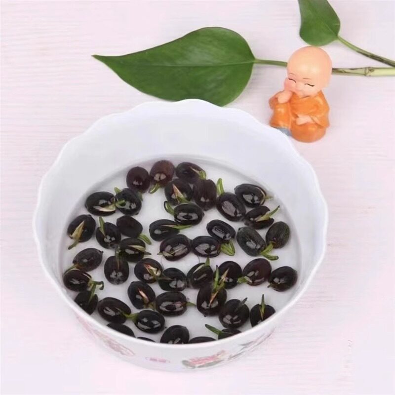 碗莲荷花种子鱼缸水养植物室内水培莲花好养微莲盆栽花卉种子