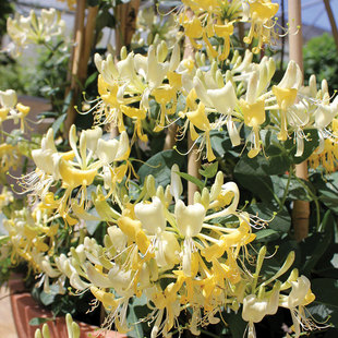 小鼹鼠园艺家新品英国金银花盆栽花苗金色托马斯高级浓香黄白复色