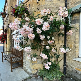 小鼹鼠园艺家萨莉福尔摩斯月季花苗多季勤花仙气可藤可灌