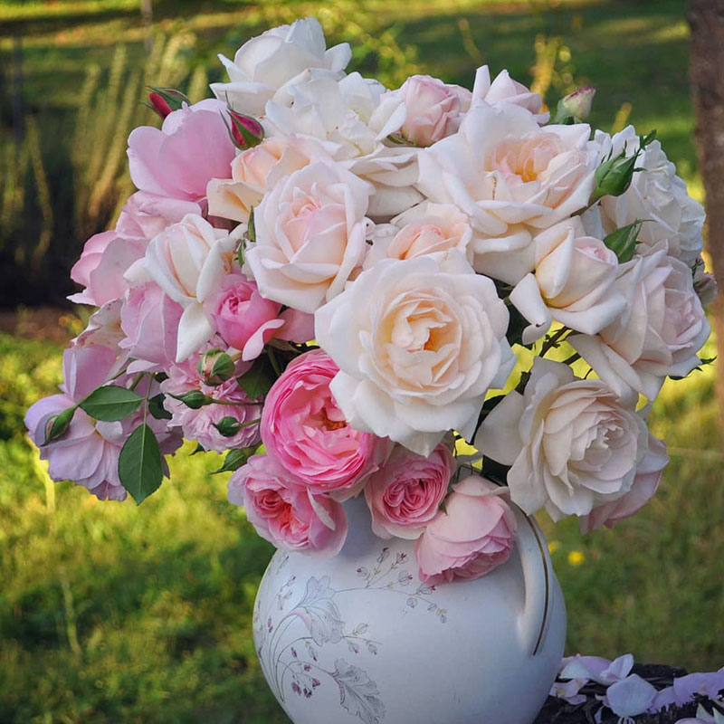 玛婷吉洛月季花苗可藤可灌