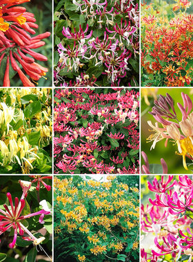 小鼹鼠园艺家红色金银花树苗美国丽人京红久芳香爬藤花卉耐寒好养