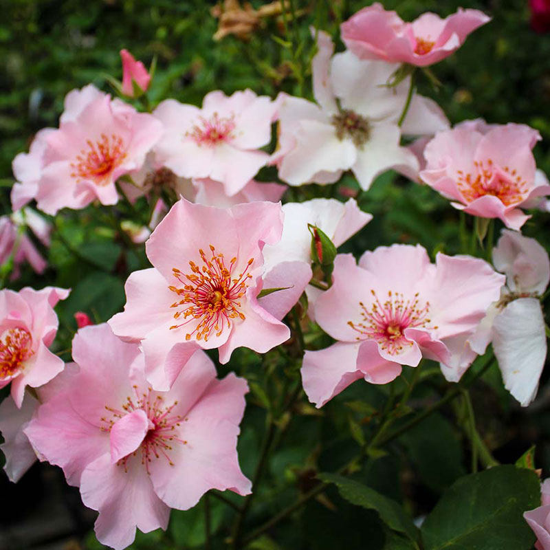 小鼹鼠园艺家单瓣单提贝斯月季俏丽贝斯粉色单瓣大花蝴蝶月季仙气,鲜花速递/花卉仿真/绿植园艺,月季/蔷薇/玫瑰,淘宝优惠券,粉丝福利购,淘宝优惠卷