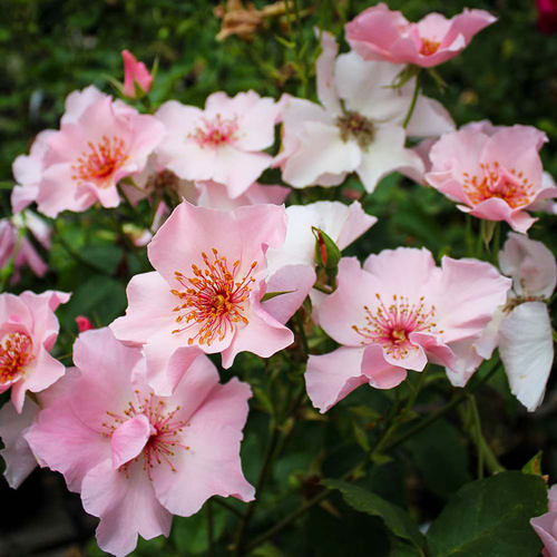 单提贝斯月季俏丽贝斯