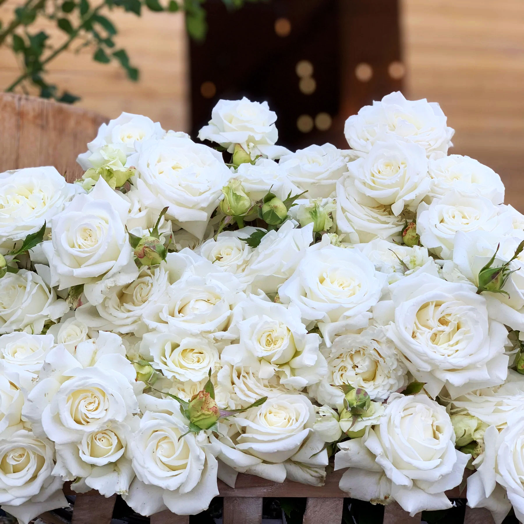 白色大花浓香月季教宗保罗二世