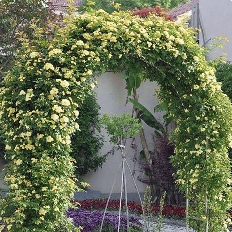 四季爬藤植物多花木香花花园花卉图片