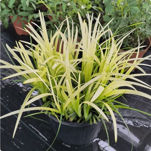 英国山麦冬ldquo纯金啤酒rdquo盆栽苗花境多年生耐寒耐荫常绿白色