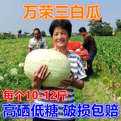 26年现货包邮单个装10-12斤山西万荣三白瓜白西瓜白皮瓜低糖水果