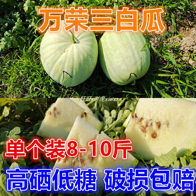 现货4个装单个8-9斤山西万荣西瓜