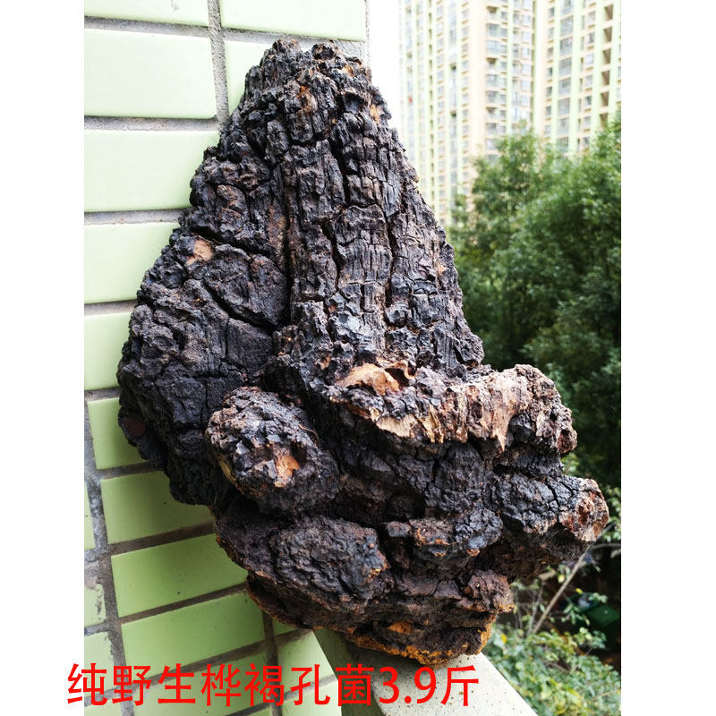 双皇冠信誉正宗野生桦褐孔菌 白桦茸04号重3.6斤全干新货包邮