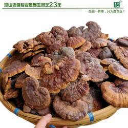 正宗云南深山野生灵芝整枝灵芝粉赤芝林芝一斤20个500克今年新货