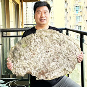 双皇冠信誉正宗西藏野生白灵芝白芝玉芝6号重17斤今年新货 包邮