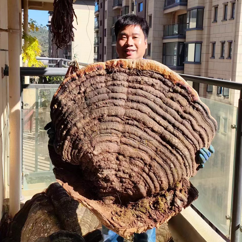 千年野生灵芝正宗深山野生青芝平盖灵芝树舌灵芝重42斤新货包邮