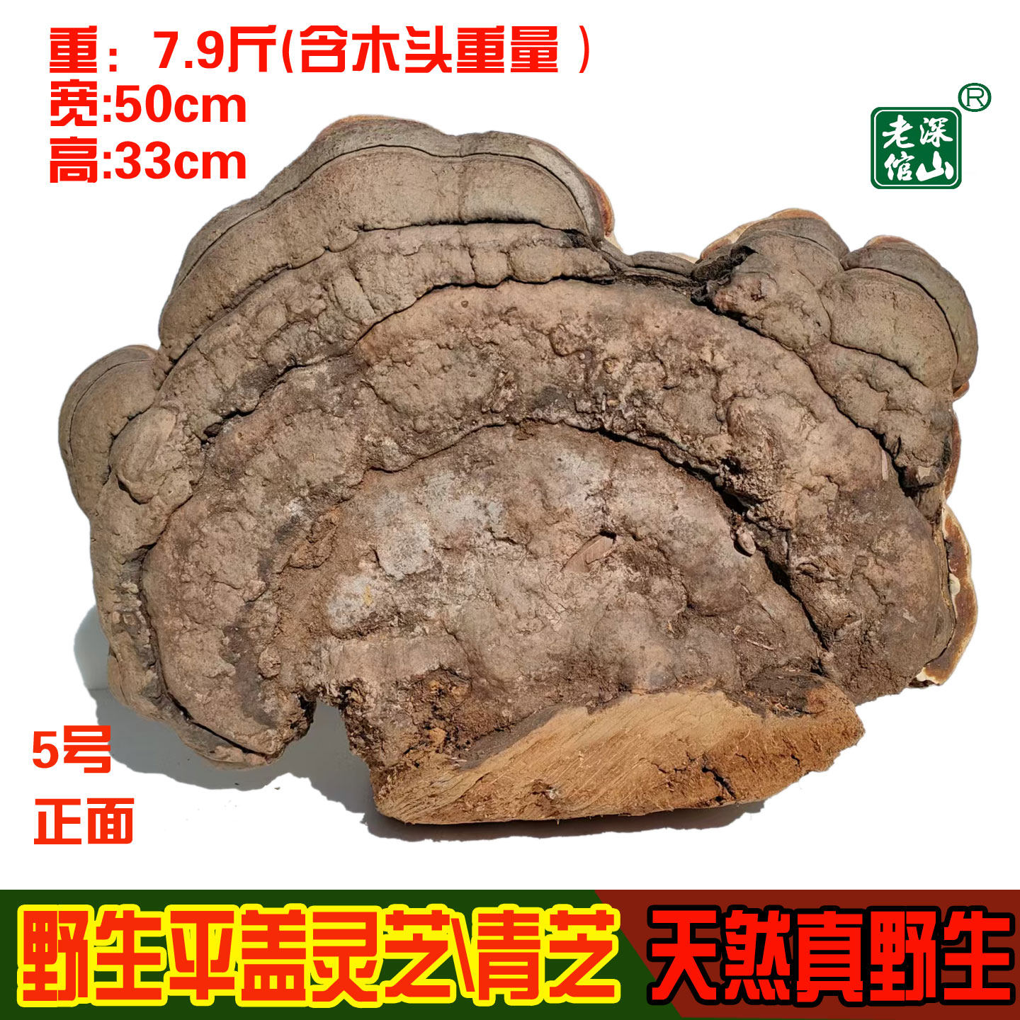 18老店正宗天然野生平盖灵芝树舌灵芝青芝5号重7.9斤今年新货包邮