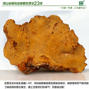 高原深山野生黄芝 松针层孔菌 松树桑黄5号重3.8斤灵芝全干包邮