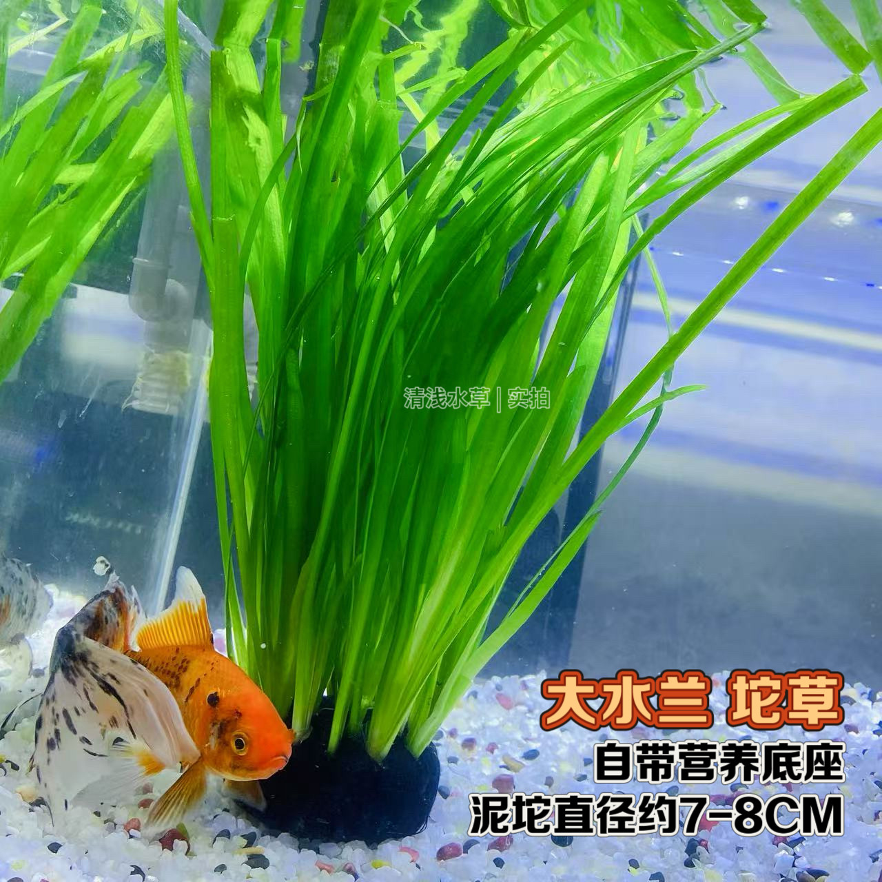 大水兰水草细叶水兰小水兰龙舌兰新手入门鱼缸造景增氧净化阴性草