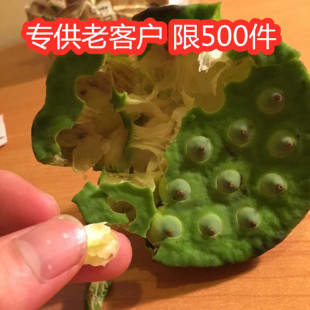 莲蓬新鲜莲子生吃新鲜头农家现摘水果特级精选你嫩甜脆野生