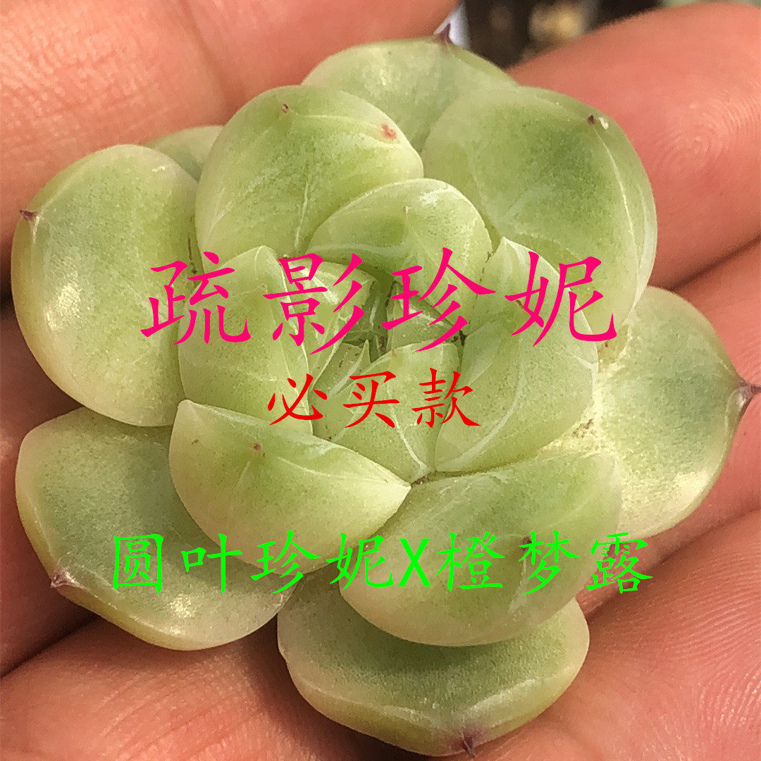 小柚子园艺2026年新品杂交多肉 圆叶珍妮杂橙梦露 珍妮种子