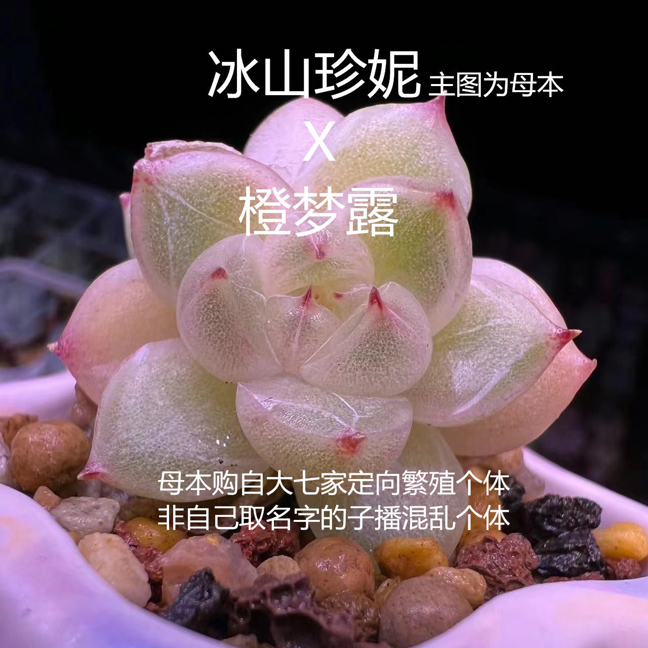 小柚子园艺2026年新品杂交多肉种子 冰山珍妮杂橙梦露 种子
