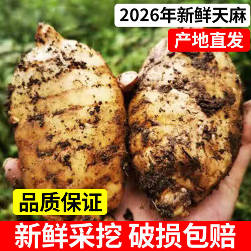 新鲜天麻仿野生纯天然正宗高山天麻新鲜煲汤滋补治头痛食材中药材