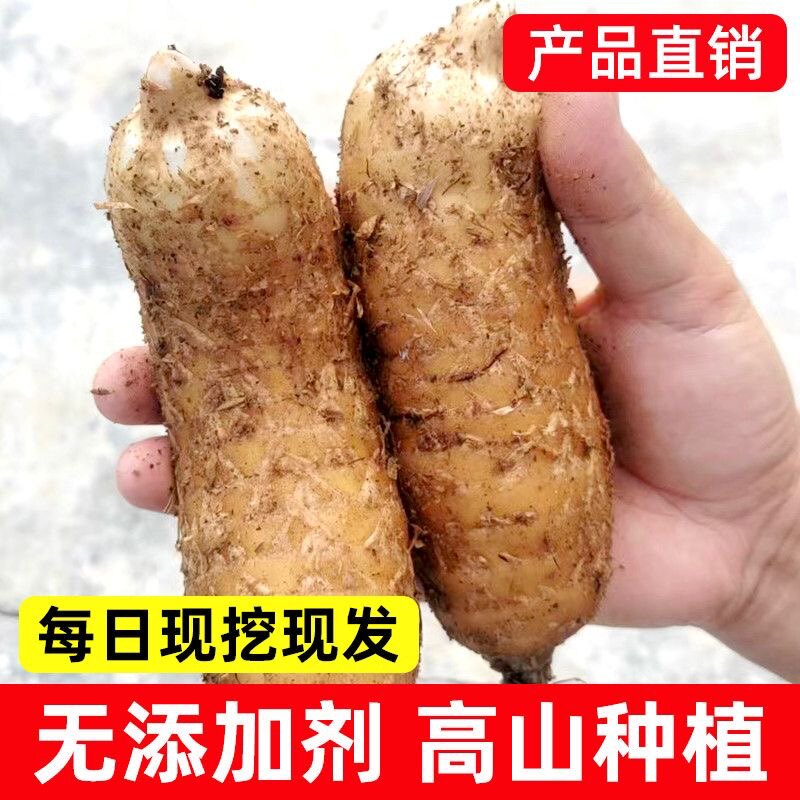 高山生长新鲜天麻土特产滋补煲汤现挖现发挑选带泥大天麻500g包邮