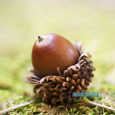 【逼林家】松鼠食物当季食物魔王雪地主食新鲜落地橡果可生虫